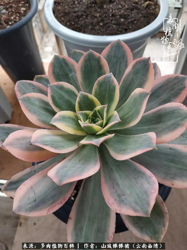 一棵幸福的多肉，收拾拥挤热闹的花花草草