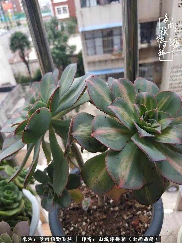 一棵幸福的多肉，收拾拥挤热闹的花花草草