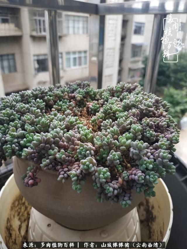 一棵幸福的多肉，收拾拥挤热闹的花花草草