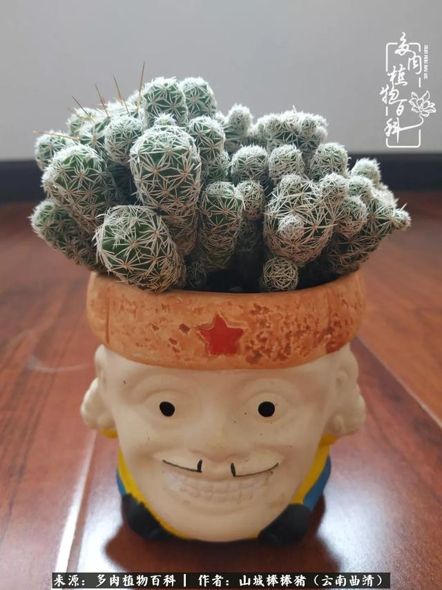 一棵幸福的多肉，收拾拥挤热闹的花花草草