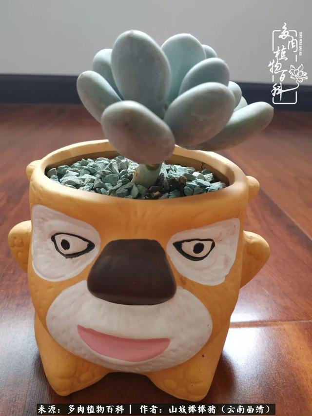 一棵幸福的多肉，收拾拥挤热闹的花花草草