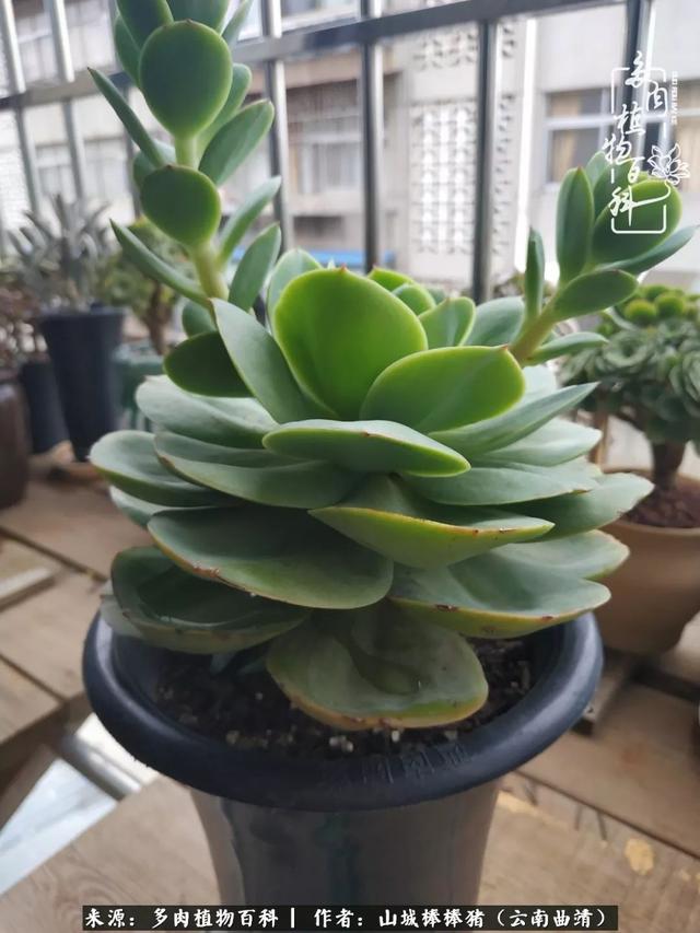 一棵幸福的多肉，收拾拥挤热闹的花花草草