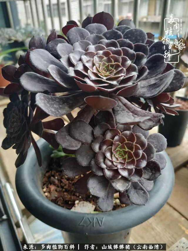 一棵幸福的多肉，收拾拥挤热闹的花花草草