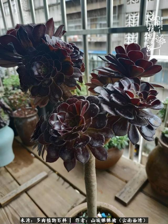 一棵幸福的多肉，收拾拥挤热闹的花花草草