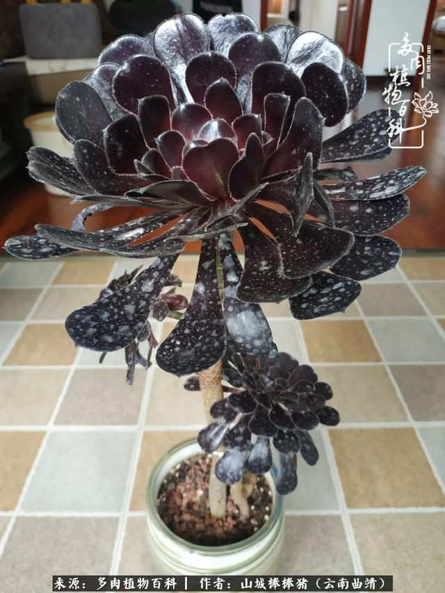 一棵幸福的多肉，收拾拥挤热闹的花花草草