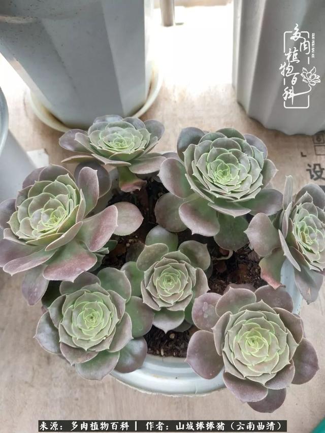 一棵幸福的多肉，收拾拥挤热闹的花花草草