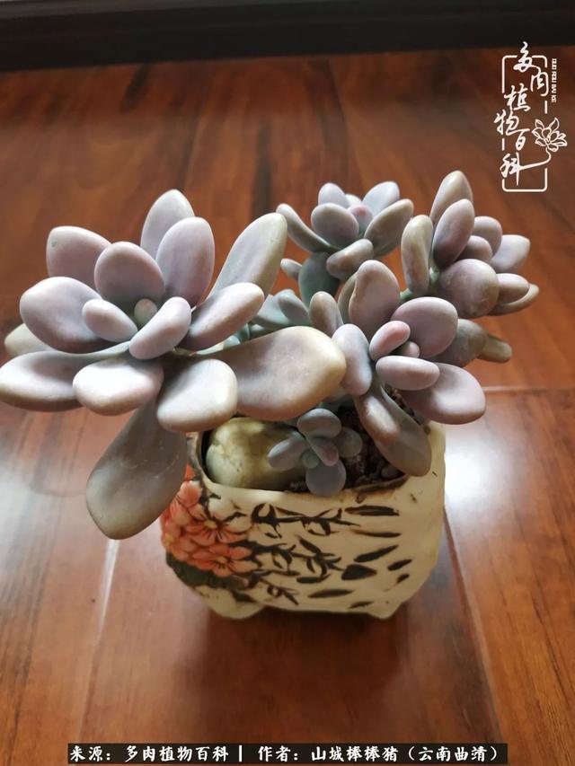 一棵幸福的多肉，收拾拥挤热闹的花花草草