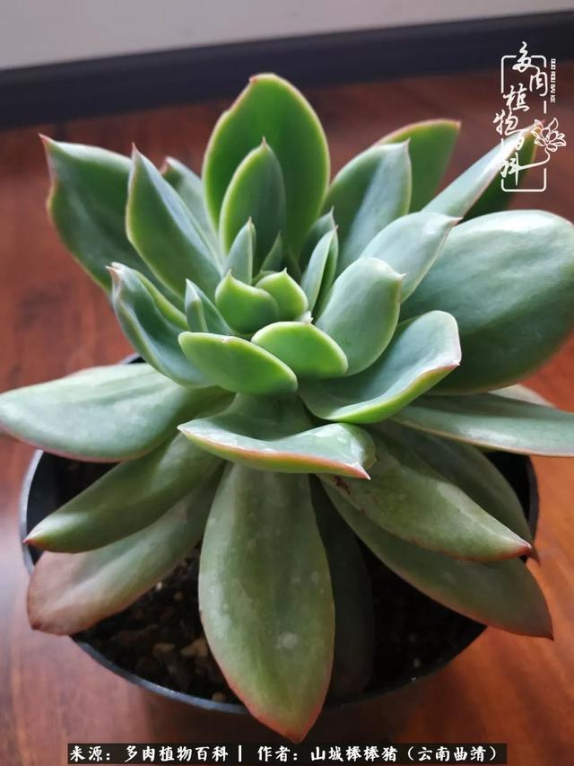 一棵幸福的多肉，收拾拥挤热闹的花花草草