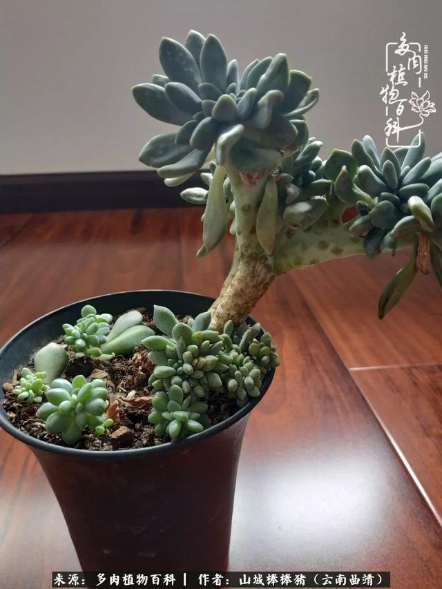一棵幸福的多肉，收拾拥挤热闹的花花草草
