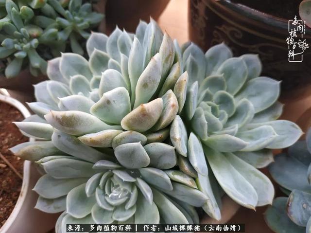 一棵幸福的多肉，收拾拥挤热闹的花花草草