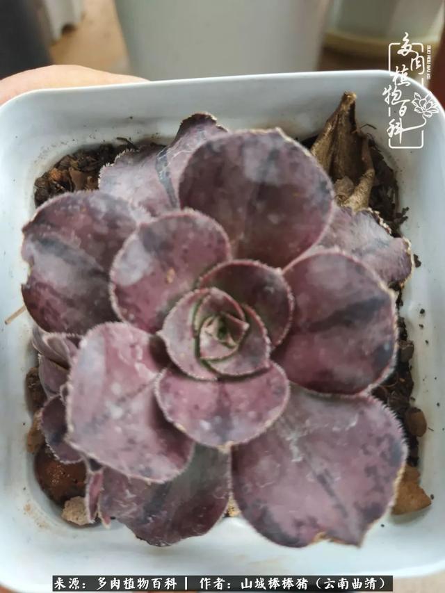 一棵幸福的多肉，收拾拥挤热闹的花花草草