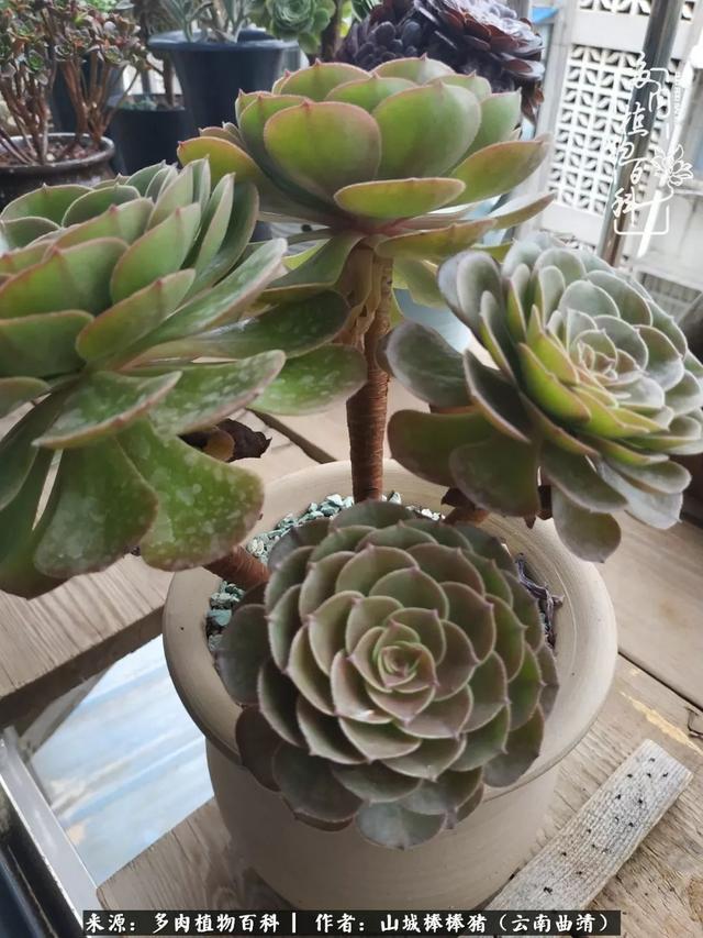 一棵幸福的多肉，收拾拥挤热闹的花花草草