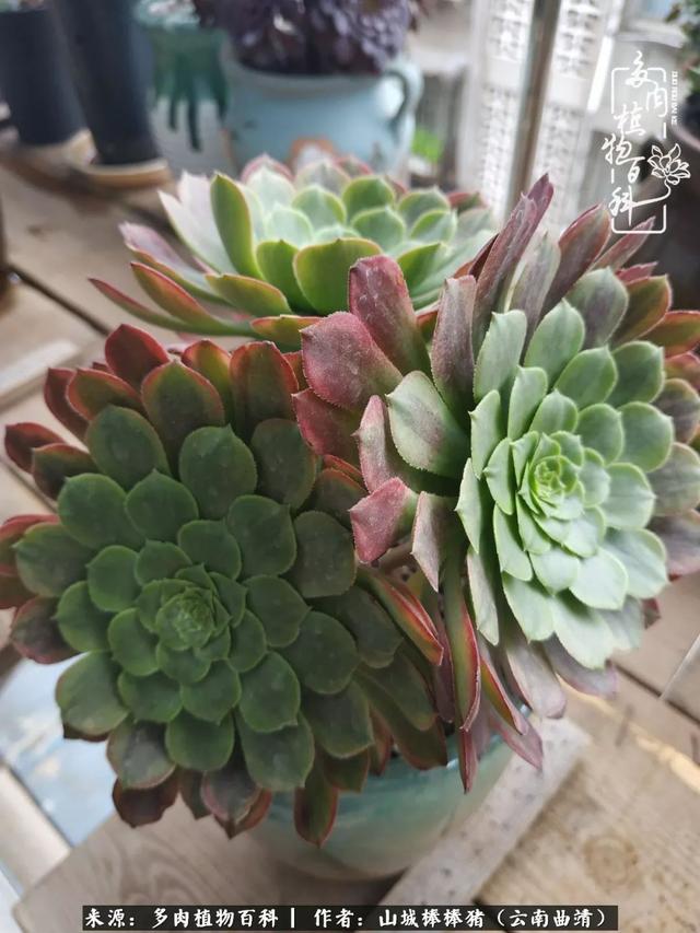 一棵幸福的多肉，收拾拥挤热闹的花花草草