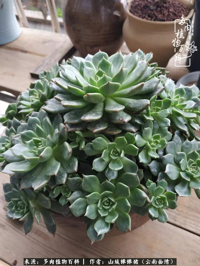 一棵幸福的多肉，收拾拥挤热闹的花花草草
