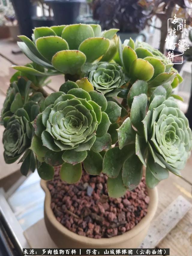 一棵幸福的多肉，收拾拥挤热闹的花花草草