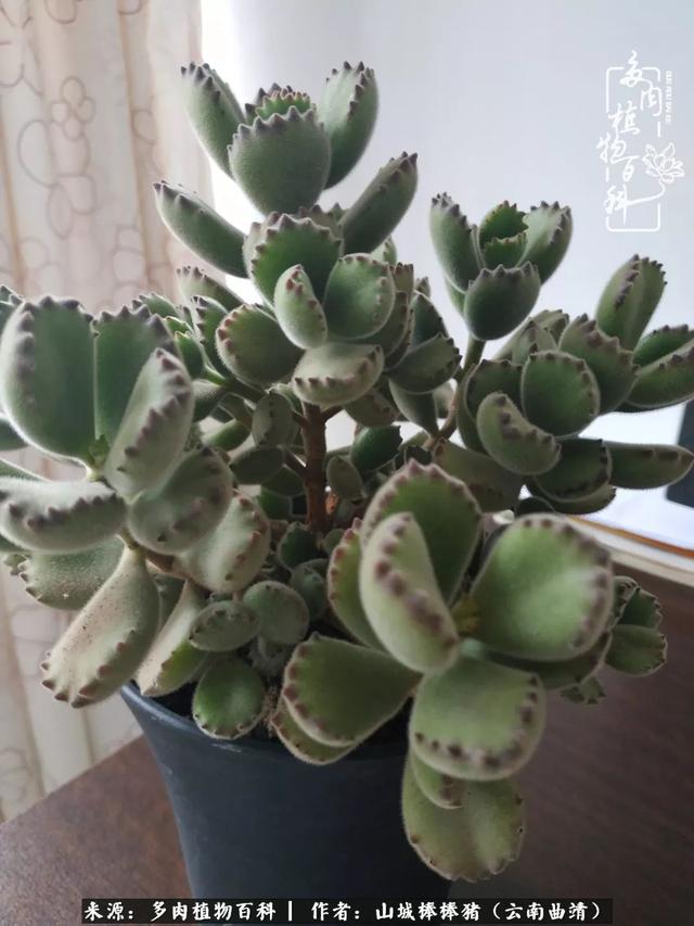 一棵幸福的多肉，收拾拥挤热闹的花花草草