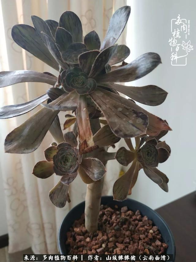 一棵幸福的多肉，收拾拥挤热闹的花花草草