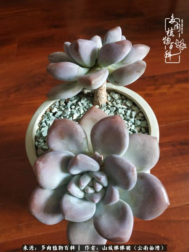 一棵幸福的多肉，收拾拥挤热闹的花花草草