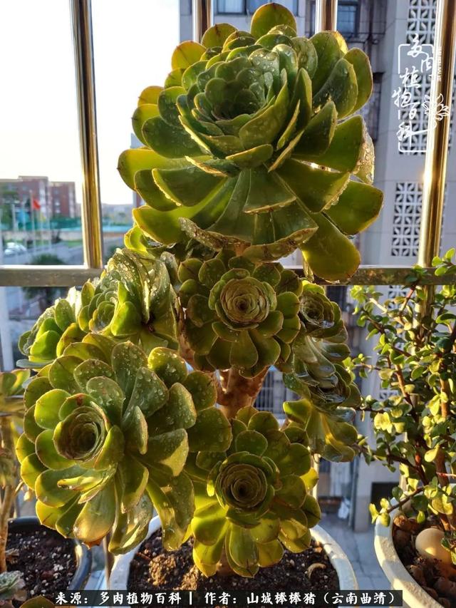一棵幸福的多肉，收拾拥挤热闹的花花草草