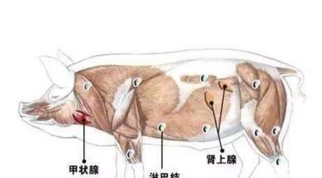 这几种肉最好别吃或少吃，这3种肉确实应该少吃