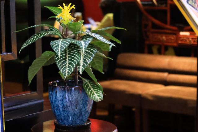 佳能g7x4代，IV今年发布