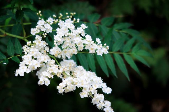 佳能g7x4代，IV今年发布