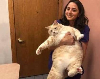 橘猫图片肥胖(橘猫图片高清 头像)