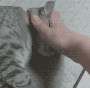 今天分享一个沙雕动态图