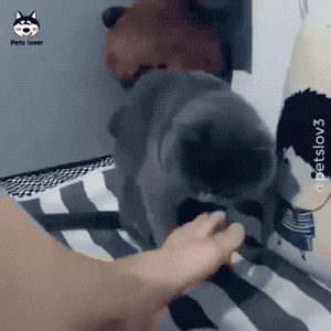 今天分享一个沙雕动态图