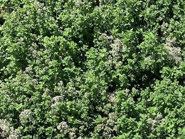 时令蔬菜一览表，每月时令蔬菜一览表（水果蔬菜自然成熟的时间表）