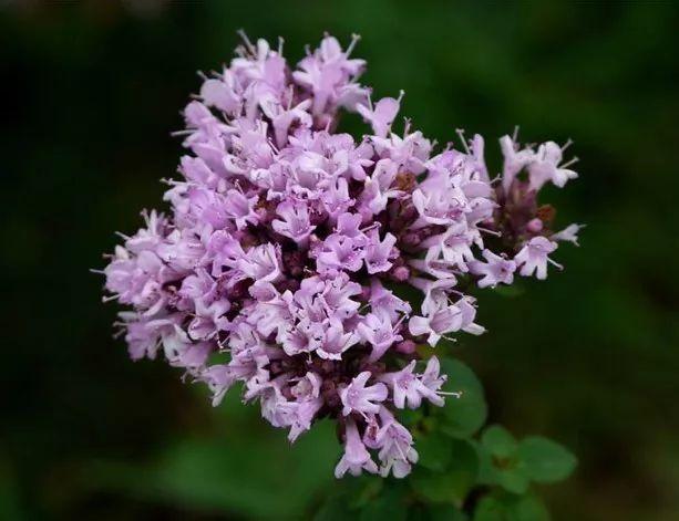 时令蔬菜一览表，每月时令蔬菜一览表（水果蔬菜自然成熟的时间表）
