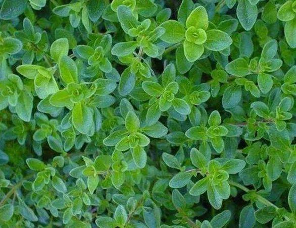 时令蔬菜一览表，每月时令蔬菜一览表（水果蔬菜自然成熟的时间表）