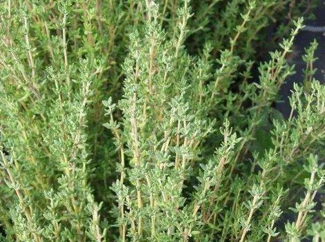 时令蔬菜一览表，每月时令蔬菜一览表（水果蔬菜自然成熟的时间表）