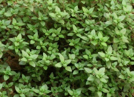 时令蔬菜一览表，每月时令蔬菜一览表（水果蔬菜自然成熟的时间表）