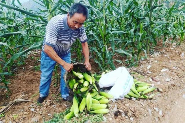 拉丝甜糯玉米，含糖量高于一般品种