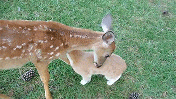 鹿角为啥会自然脱落，鹿角每年都会自然脱落