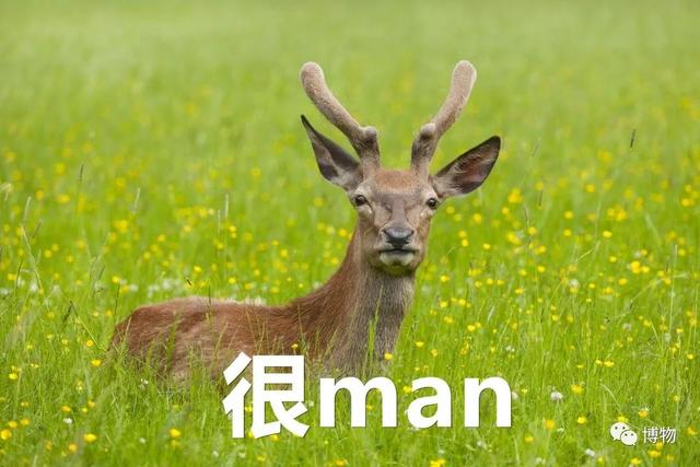 鹿角为啥会自然脱落，鹿角每年都会自然脱落