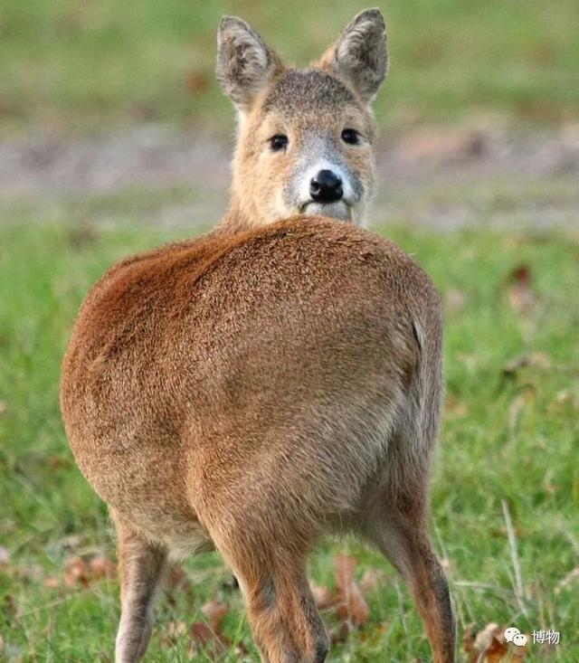 鹿角为啥会自然脱落，鹿角每年都会自然脱落