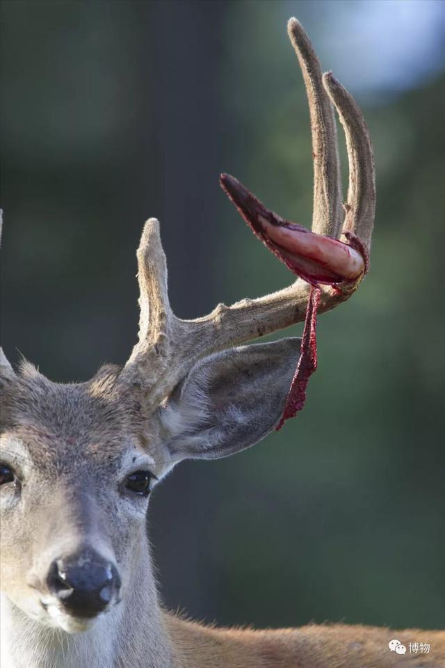 鹿角为啥会自然脱落，鹿角每年都会自然脱落