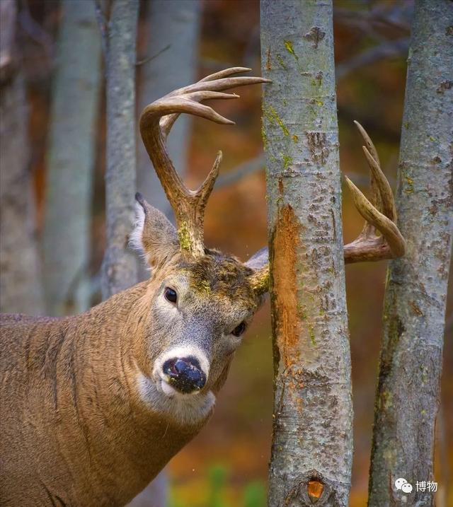 鹿角为啥会自然脱落，鹿角每年都会自然脱落