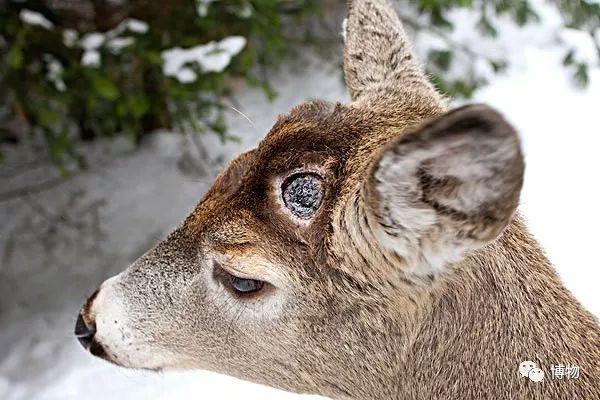 鹿角为啥会自然脱落，鹿角每年都会自然脱落