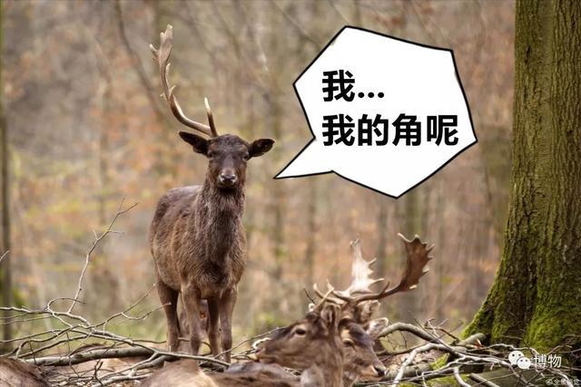 鹿角为啥会自然脱落，鹿角每年都会自然脱落