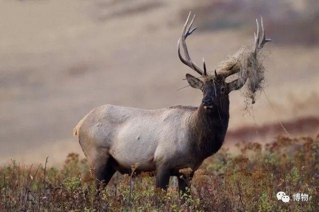 鹿角为啥会自然脱落，鹿角每年都会自然脱落