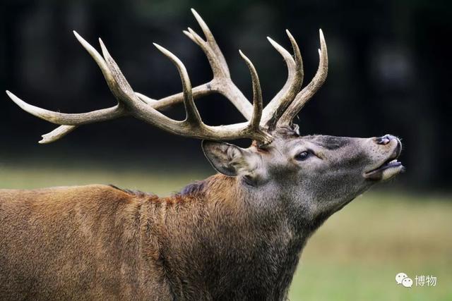 鹿角为啥会自然脱落，鹿角每年都会自然脱落