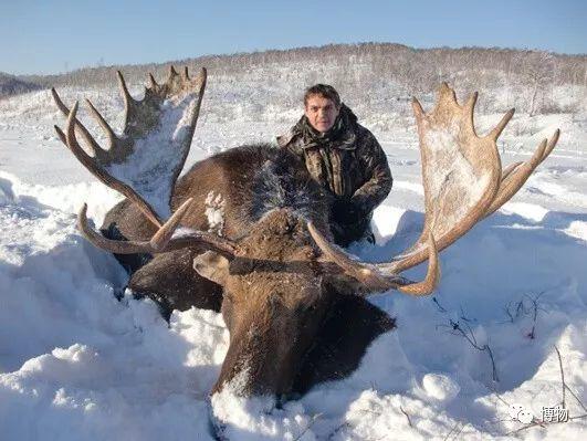 鹿角为啥会自然脱落，鹿角每年都会自然脱落