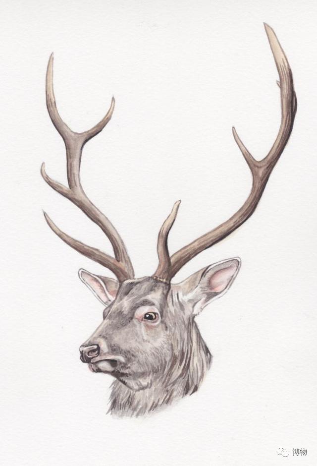 鹿角为啥会自然脱落，鹿角每年都会自然脱落