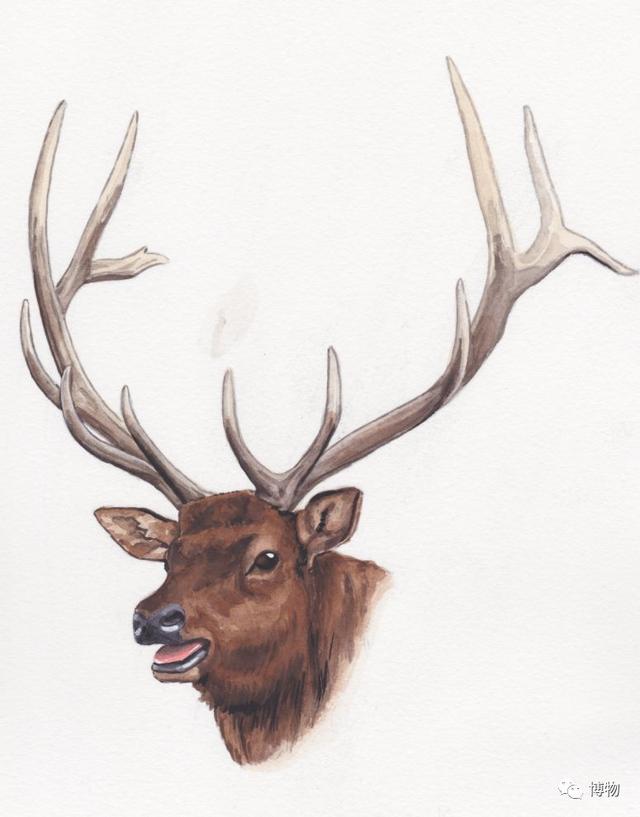 鹿角为啥会自然脱落，鹿角每年都会自然脱落