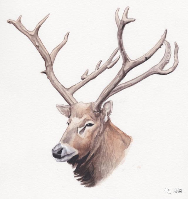 鹿角为啥会自然脱落，鹿角每年都会自然脱落