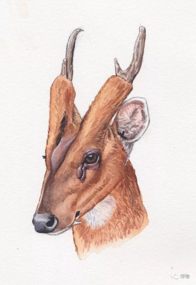 鹿角为啥会自然脱落，鹿角每年都会自然脱落