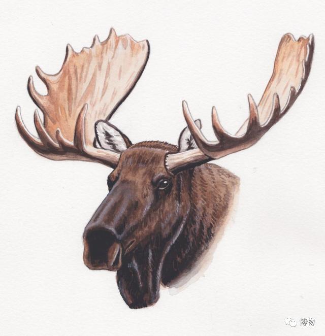 鹿角为啥会自然脱落，鹿角每年都会自然脱落